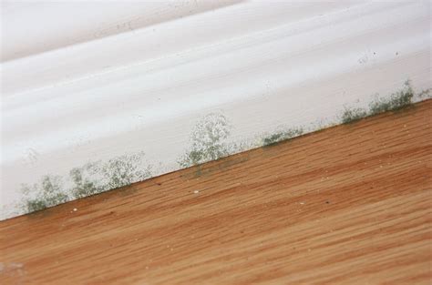 What Type Of Mold Grows In Water at Ben Waterbury blog