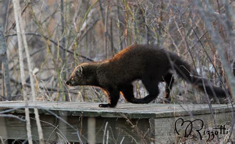 Fisher Cat Scream Sound 的图像结果