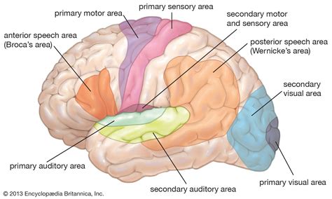 Image result for Brain Nervous System Function