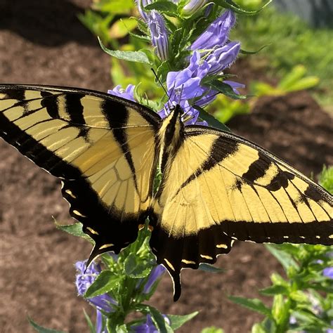 Eastern Tiger Swallowtail Butterfly - Delaware Nature Society
