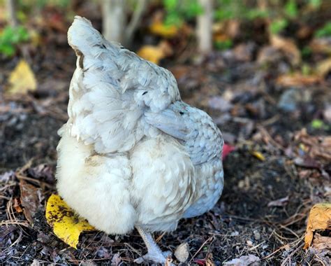 Fluffy Butt Photo Contest32.jpg | BackYard Chickens - Learn How to ...
