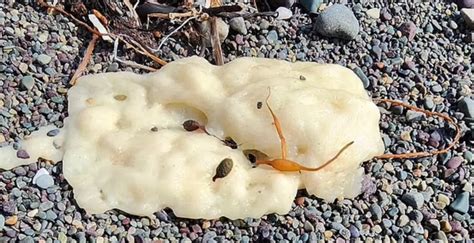 Mystery Of Strange White Blobs Appearing On Beach Finally Solved ...