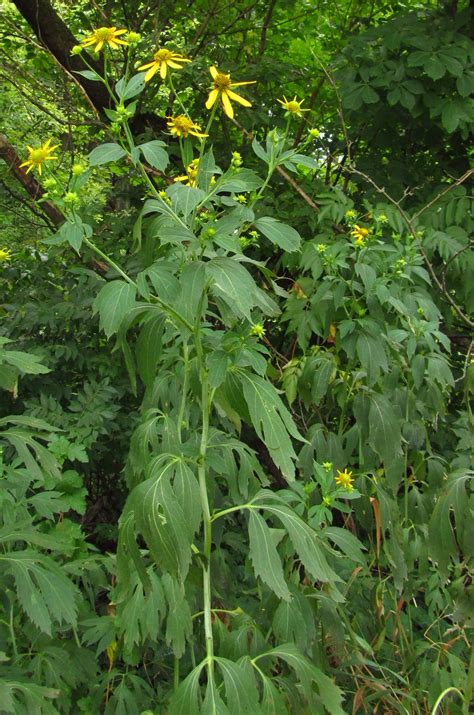 Iowa wildflower Wednesday: Cutleaf coneflower (Green-headed coneflower ...