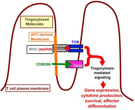 Lymphocytes and Trogocytosis-Mediated Signaling