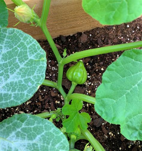 How to Grow Acorn Squash in Containers - Okra In My Garden