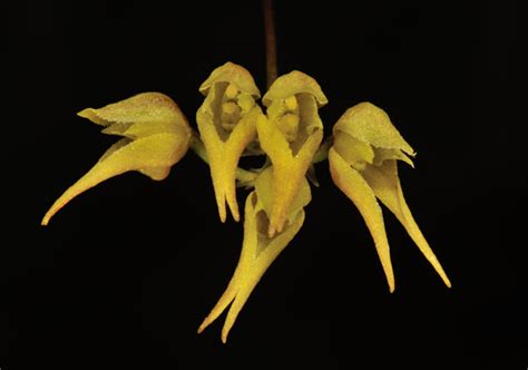 orchids-of-sikkim-himalayas