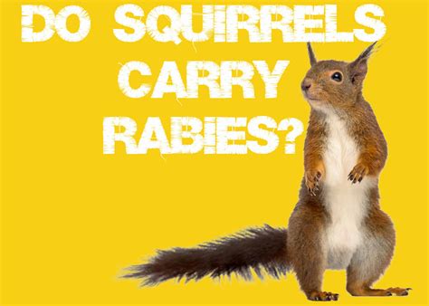 Do Squirrels Carry Rabies? What Diseases Do They Get? - Squirrels at ...