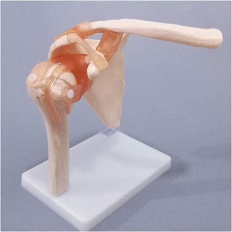 Buy WINECO Anatomical Human Shoulder Joint - Life Size Shoulder Joint ...