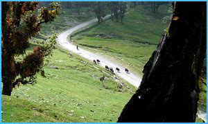 Chandrashila Chopta Tungnath Trekking, luxury trek for Chandrashila ...