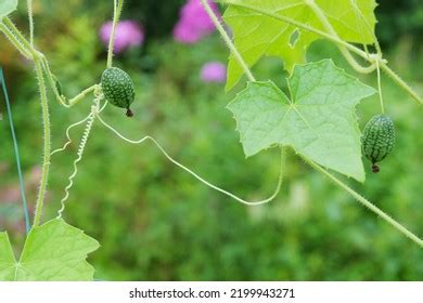 Image result for Computer Mouse Look Like On Screen