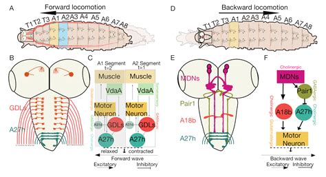 Anatomy and Neural Pathways Modulating Distinct Locomotor Behaviors in ...
