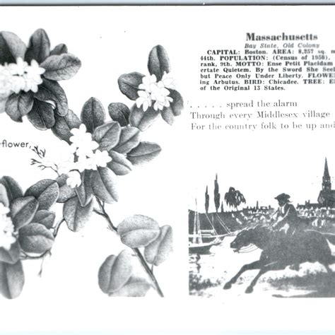 State Flower Of Massachusetts