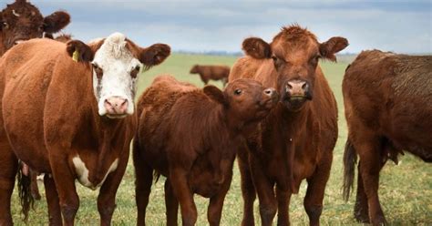 Cattle Vector Art HD Wallpaper Product Product Recipe HD
