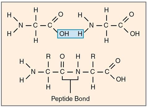 Image result for What Is Polypeptide
