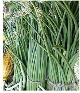 KANAYA Indian Vegetable Beans Singra Hybrid Seed Price in India - Buy ...