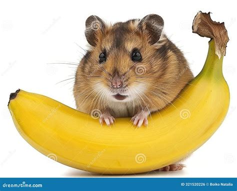 Cute Fluffy Hamster Eating Banana Stock Photo - Image of banana, furry ...