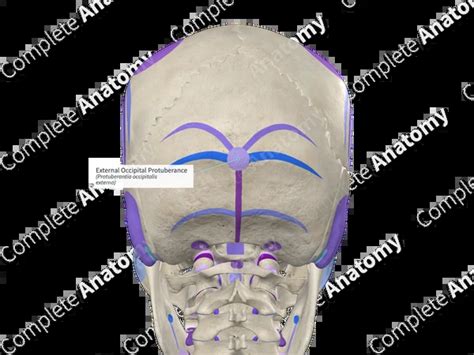 External Occipital Protuberance | Complete Anatomy