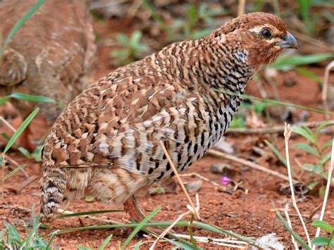 Rock Bush-Quail - eBird