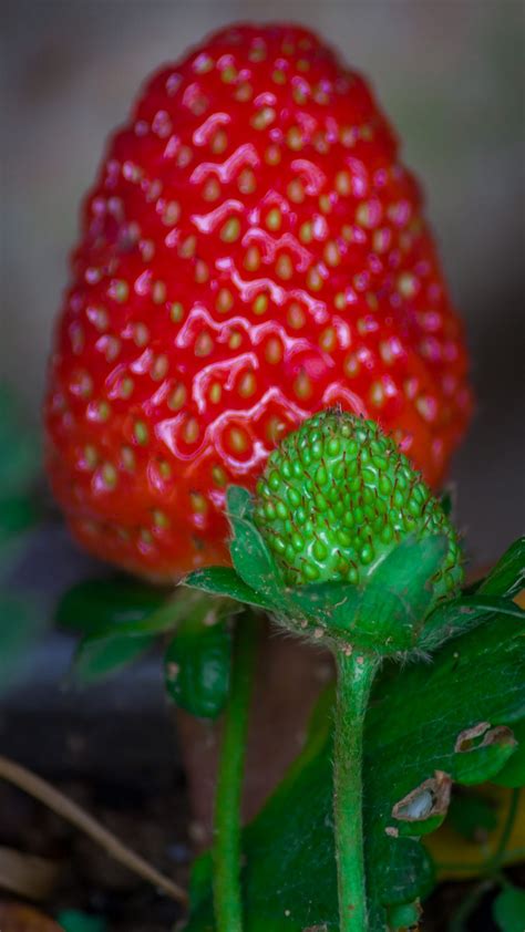 Download wallpaper 1350x2400 strawberry, berry, blur, macro iphone 8+/7 ...