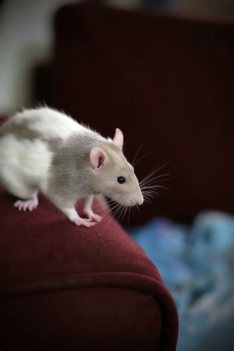 California: Detectan primer caso de ‘hantavirus’, enfermedad ...