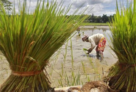 Level of mechanisation in farming below 50% - BusinessToday