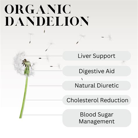 What is Dandelion Root? - History, Benefits, and More | Full Leaf Tea ...