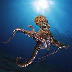 malvorlagen unterwasser tiere um bildergebnis f 252 r octopoda mit bildern oktopus malvorlagen unterwasser tiere um bildergebnis f 252 r octopoda mit bildern oktopus