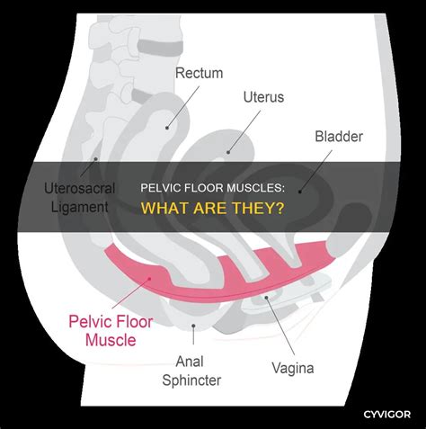 Pelvic Floor Muscles: What Are They? | CyVigor