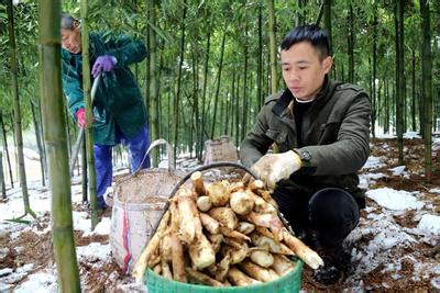 南京：早园竹挖掘助增收-人民图片网