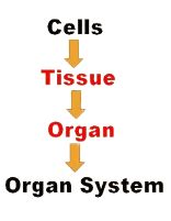 Structural Organization in Animals Chapter Notes - Biology Class 11 ...