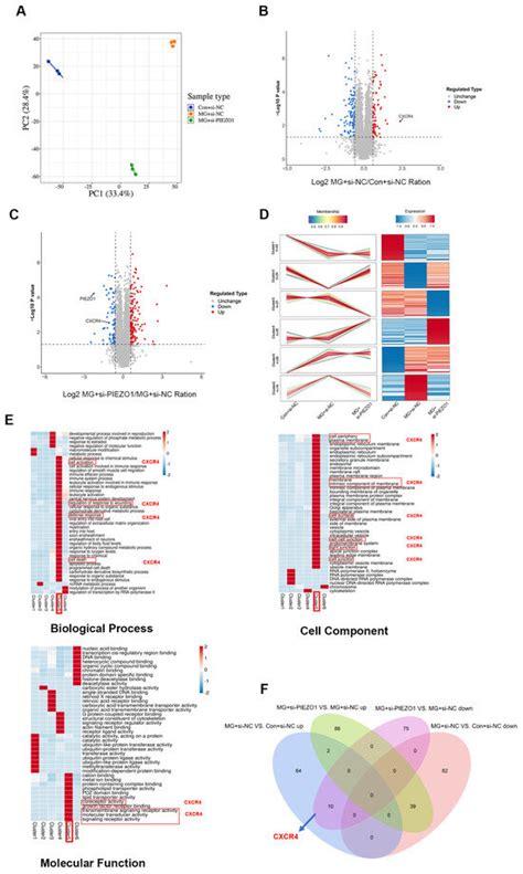 PIEZO1 Promotes the Migration of Endothelial Cells via Enhancing CXCR4 ...