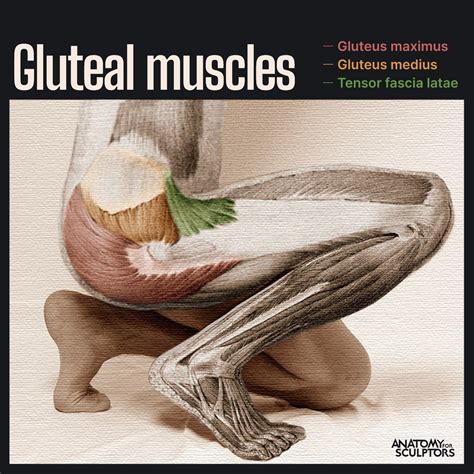 Gluteus Muscles Diagram