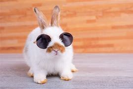 Image result for Cute Little Bunny Pic