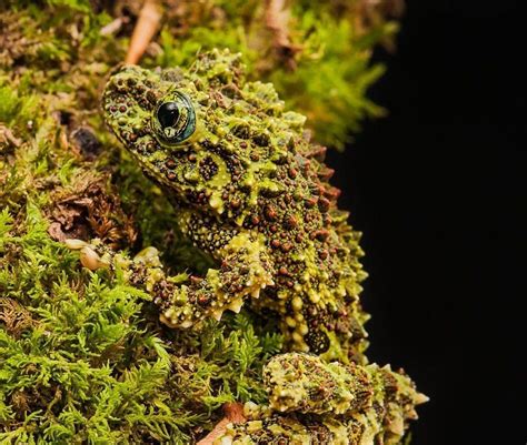 Image result for vietnamese mossy frog