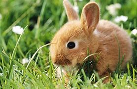 Image result for Baby Rabbit Care