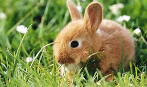 Image result for Baby Rabbit Hay