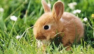 Image result for Baby Rabbit Box