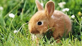 Image result for Found Baby Rabbit