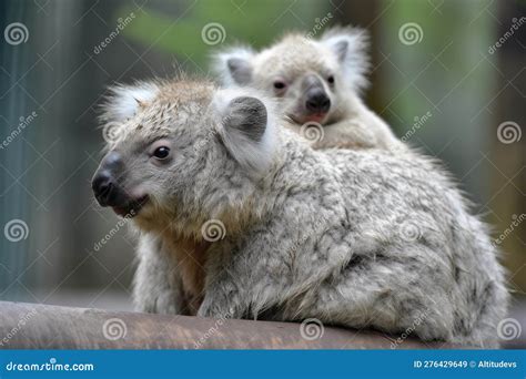 Koala Hold Breastfeeding Milk Meg at Chloe Papathanasopoulos blog
