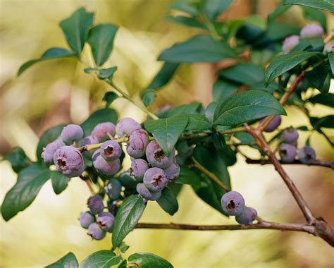 When is Blueberry Season? Learn When This Fruit is Ripe
