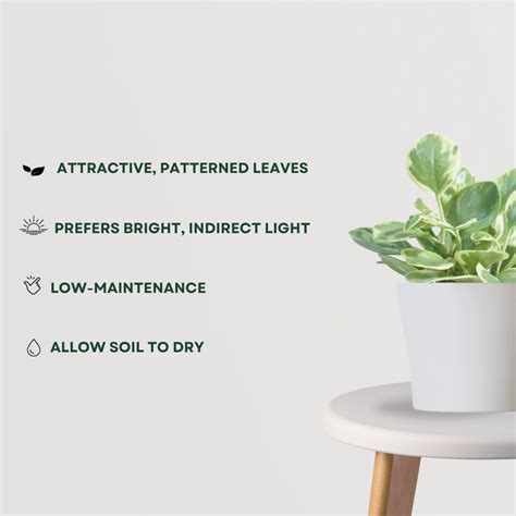 Peperomia Variegated Plant – Gardengram