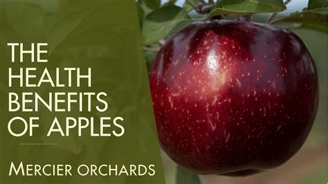 Health Benefits of Apples - Mercier Orchards