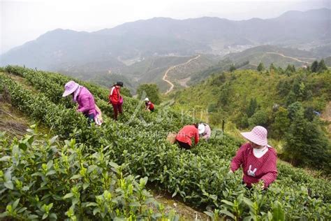 江西东乡：采茶制茶-人民图片网