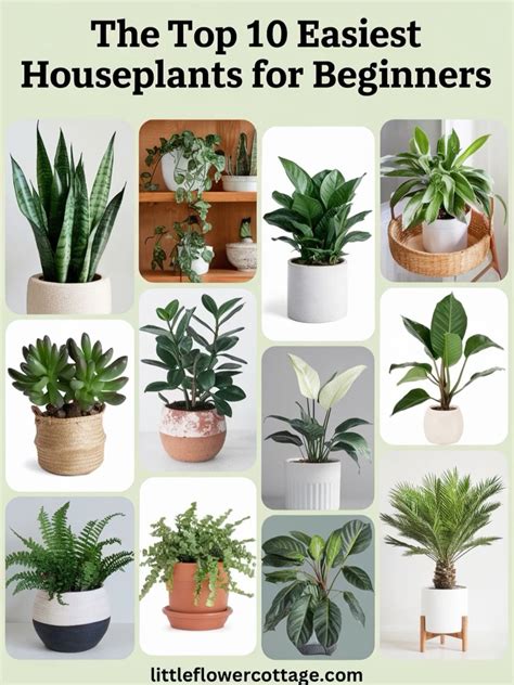 5 low maintenance house plants for busy people – Artofit