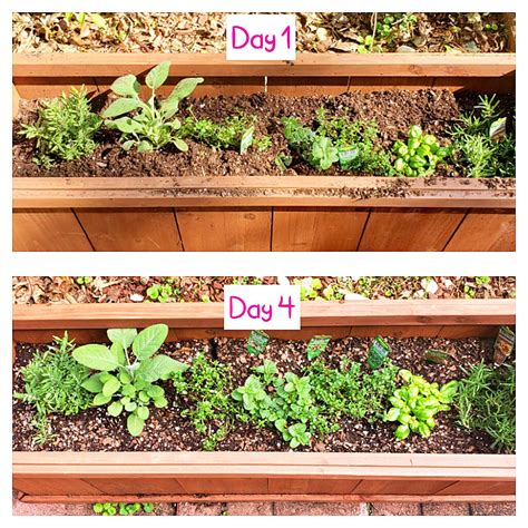 How to Start an Outdoor Herb Garden - Beautiful Eats & Things