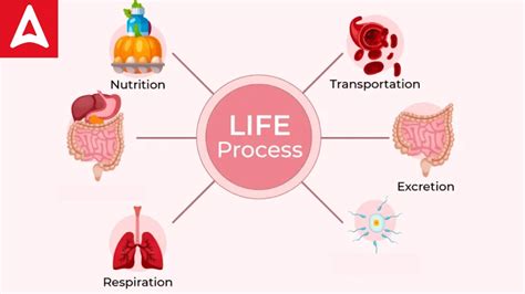 Life Processes: Check Nutrition, Transportation, Excretion of Body