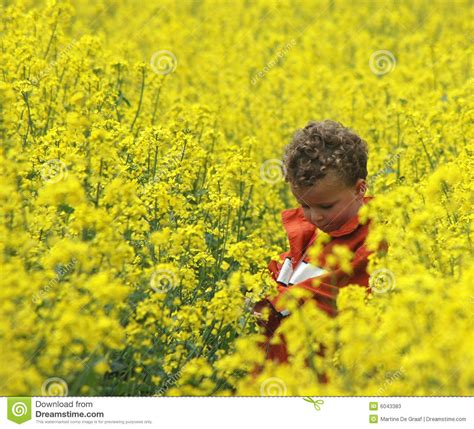 男孩油菜籽 库存图片. 图片 包括有 工厂, 油菜籽, 春天, 作梦, 花粉, 生长, 耕种, 白日梦, 种子 - 6043383