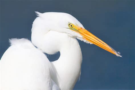 Nikon Program Mode 的图像结果