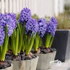 fiori bulbo bulbi autunnali floricoltura quaiato fiori bulbo bulbi autunnali floricoltura quaiato