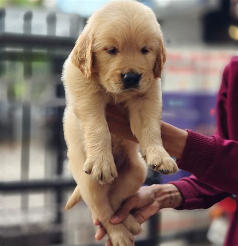 Golden Retriever Puppy Price In Ahmedabad (Jan 2025) | Golden Retriever ...